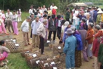 Local residents in Binh Yen Village of central Quang Nam Province gather for the second “Chicken Market Day” hoping to sell their poultry to earn extra money for the Tet holiday. (Photo: SGGP)